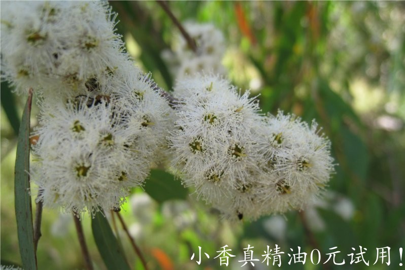 澳洲尤加利 eucalyptus radiata-Eucalyptus Radiata 11.jpg