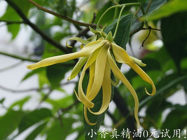 依兰Ylang Ylang.jpg