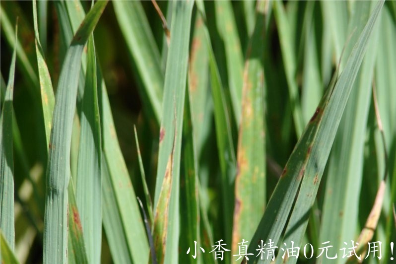 柠檬香茅(香茅草)lemongrass-Cymbopogon Citratus 11.jpg