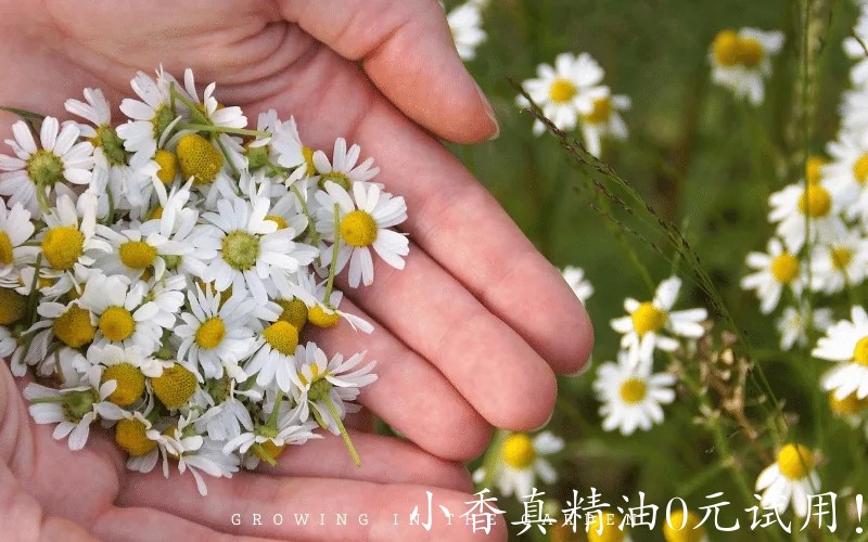 10067德国洋甘菊_罗马洋甘菊.jpg