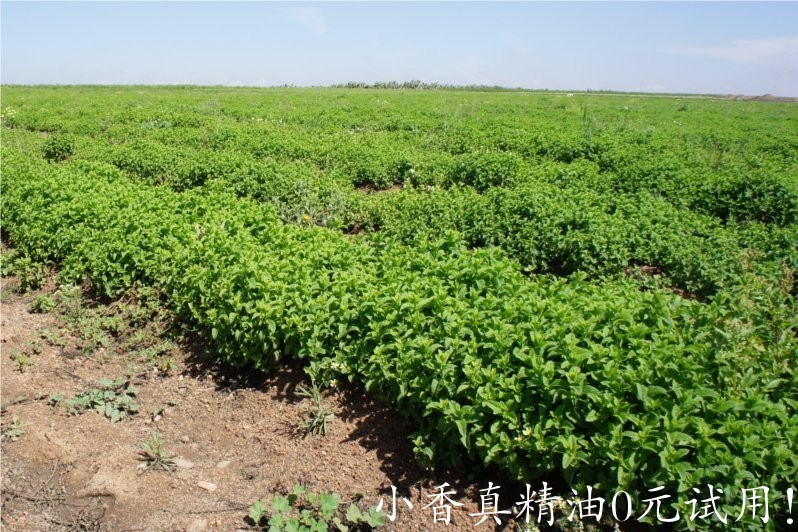 绿薄荷(荷兰薄荷)spearmint-Mentha Spicata 22.jpg