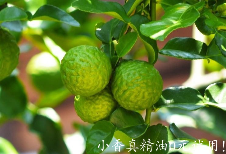 佛手柑bergamot-on-tree-cropped-shutterstock.jpg