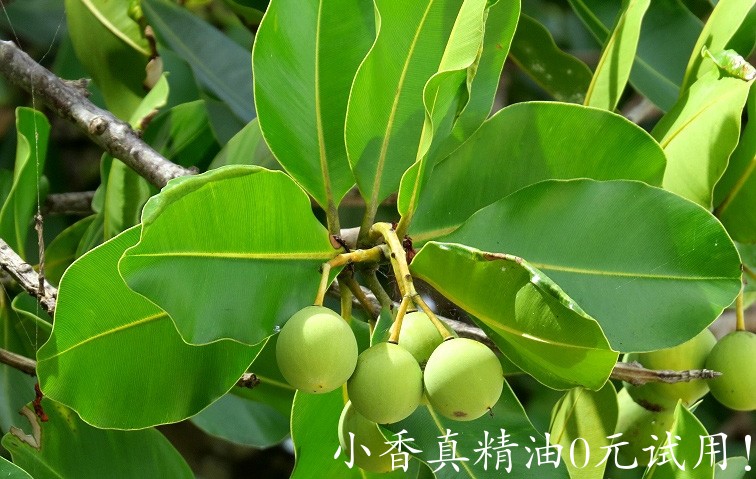 琼崖海棠Calophyllum-inophyllum-006.jpg