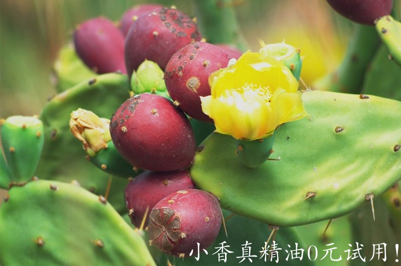 仙人掌opuntia-stricta-fruit.jpg