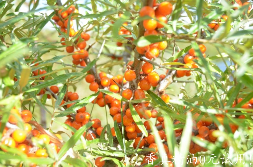 沙棘果sea-buckthorn-1024x678.jpg