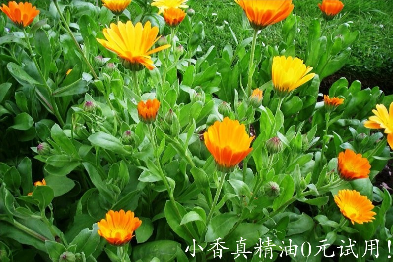 金盏菊163353idac03kshchsc3qs.jpg