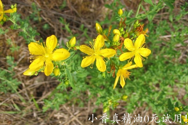 圣约翰草 st john's wort-Hypericum Perforatum.jpg