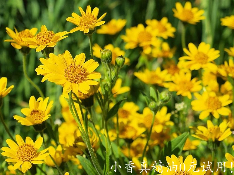 山金车arnica_Portal_Jardin.jpg