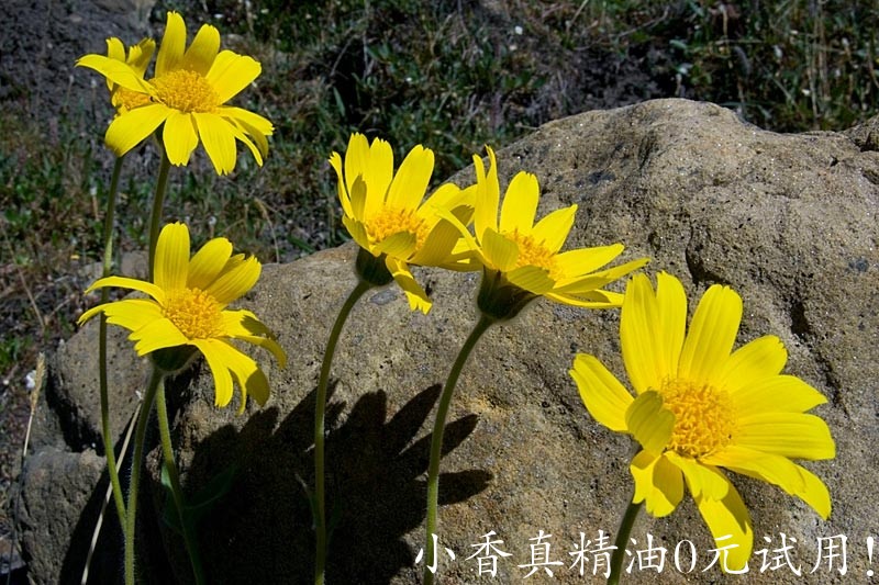 山金车alpine_arnica_2.jpg