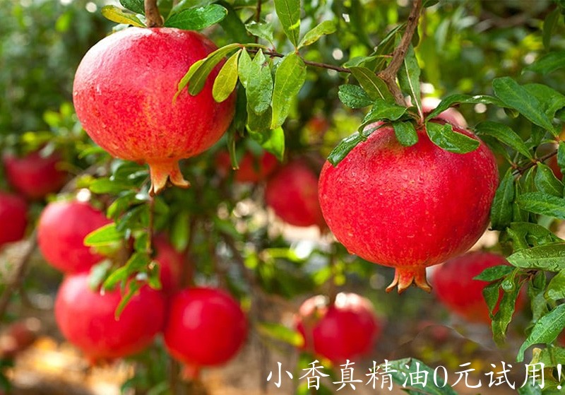 石榴籽pomegranate-trees-1.jpg