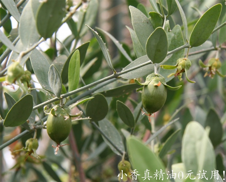 荷荷巴油Simmondsia_chinensis_01.jpg