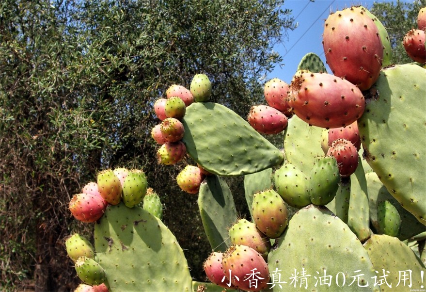 仙人掌Prickly-pear-4e101aaadb99c_hires.jpg