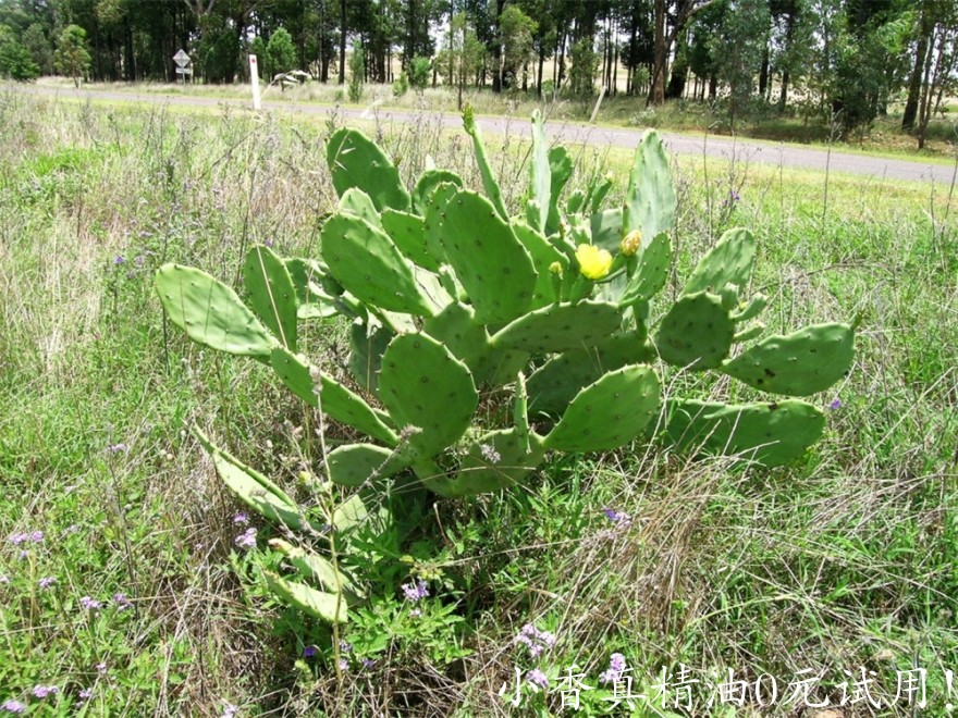 马达加斯加岛仙人掌opuntia-stricta-harry-roseb.jpg