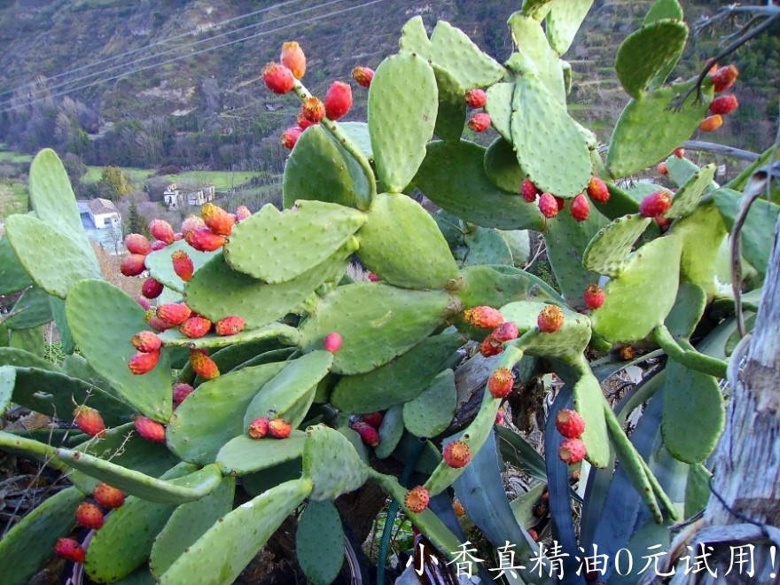 仙人掌opuntia-ficus-indica-23.jpg