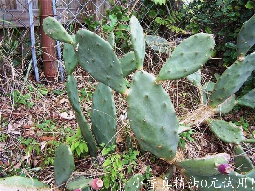 马达加斯加岛仙人掌Opuntia stricta-titusville.jpg