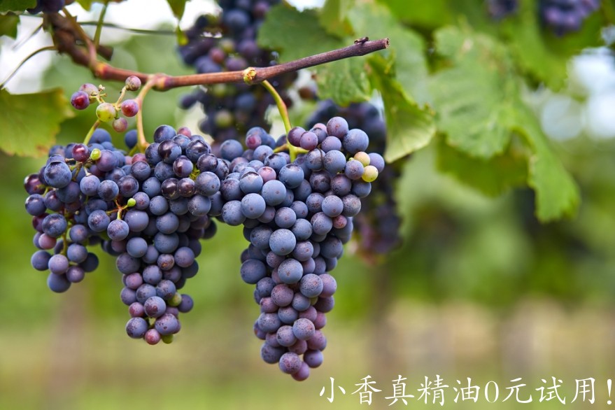 葡萄籽Vine-Vera-Anatomy-of-the-Grape.jpg