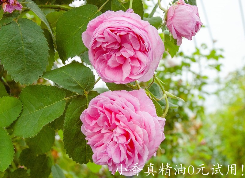 千叶玫瑰rosa_centifolia_副本_副本.jpg