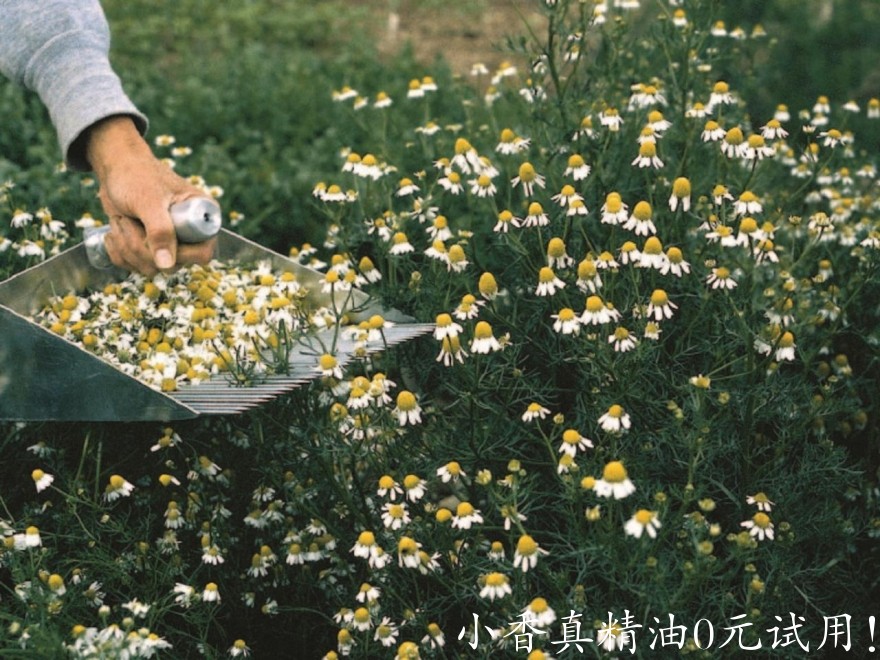 10047德国洋甘菊_罗马洋甘菊.jpeg