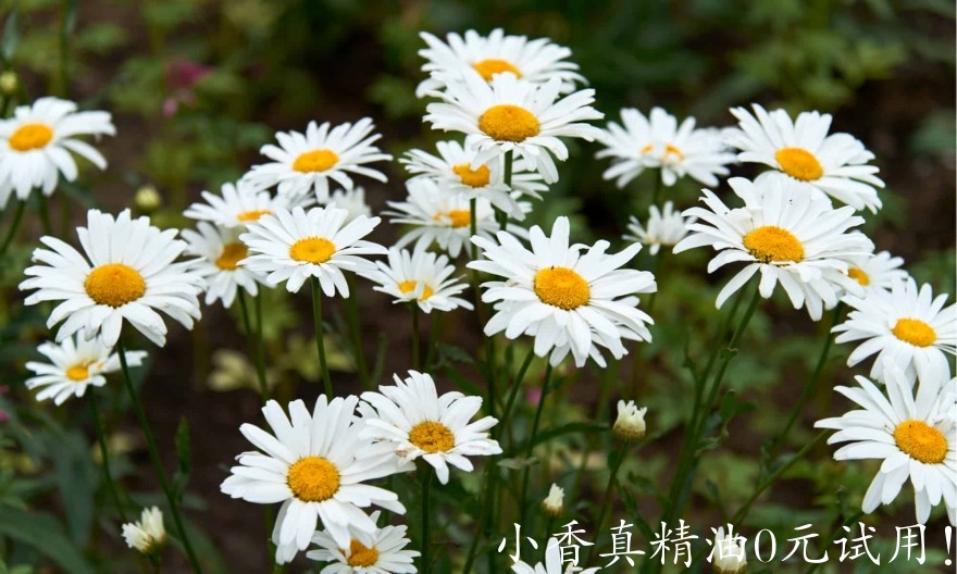 10053德国洋甘菊_罗马洋甘菊.jpg