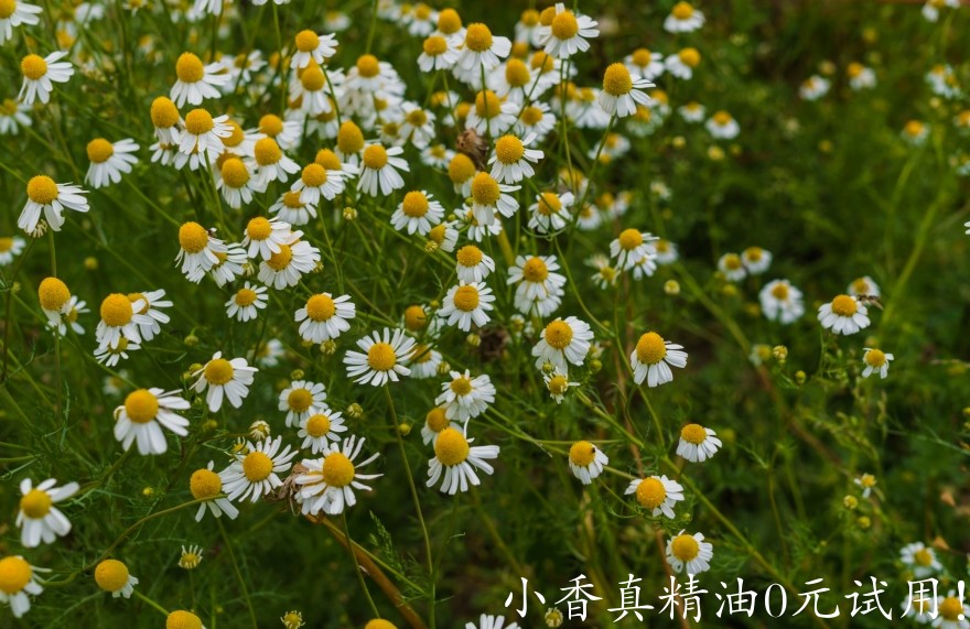 10035德国洋甘菊_罗马洋甘菊.jpg