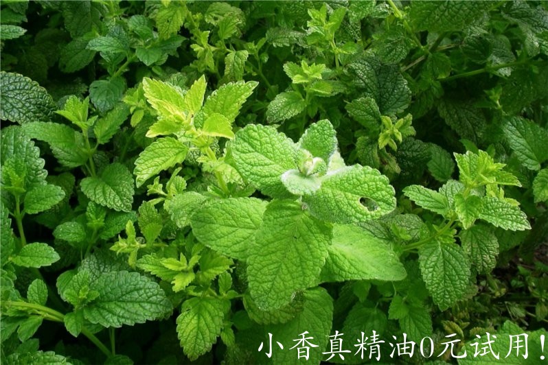 香蜂草 melissa-Melissa Officinalis 11.jpg