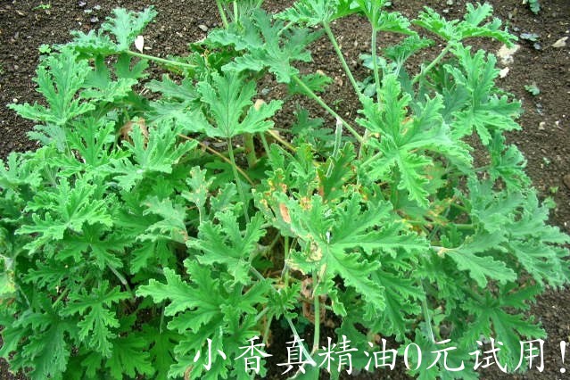 玫瑰天竺葵 geranium rosat-Pelargonium X Asperum.jpg