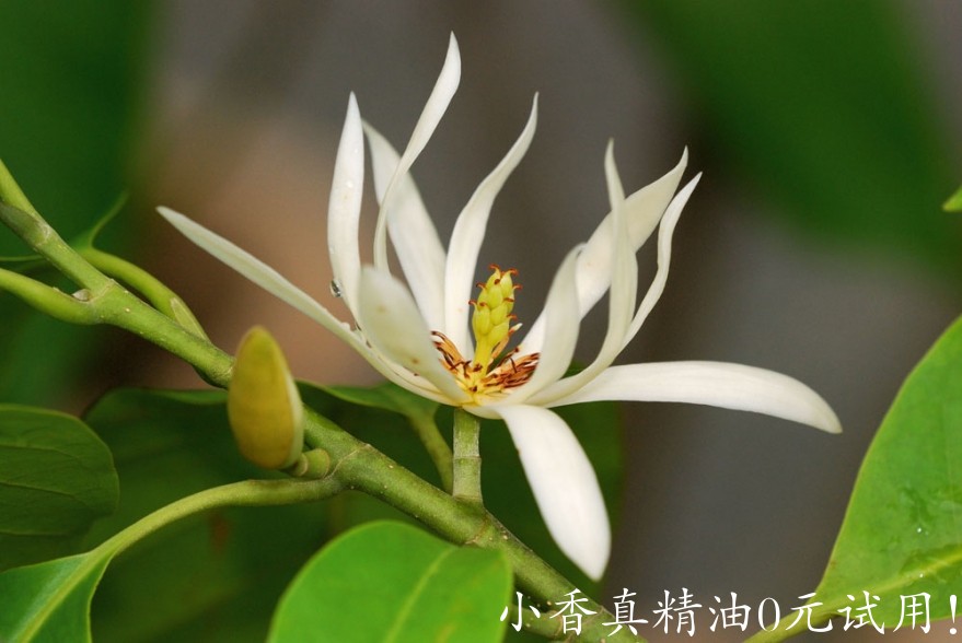 白玉兰Michelia alba - flower 2.jpg