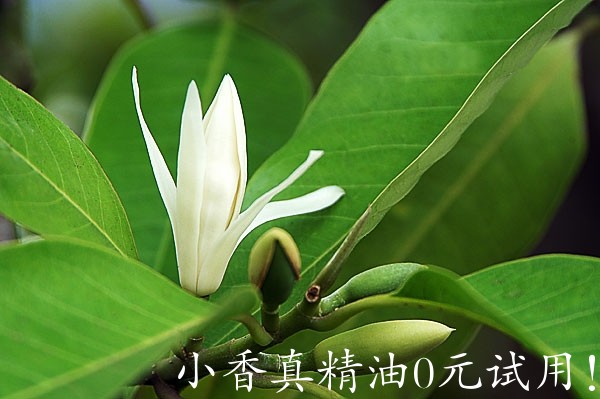 白玉兰 Michelia Alba-Michelia alba 11.jpg