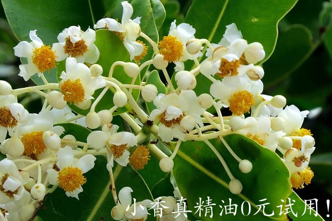 琼崖海棠Calophyllum-inophyllum-005cs.jpg