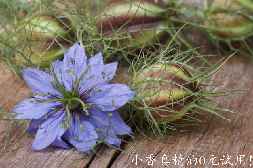 黑种草Nigella-Sativa.jpg