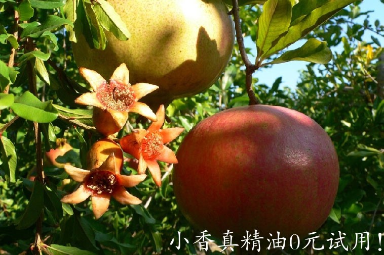 石榴籽granatapfel-aot_beautyjagd.jpg