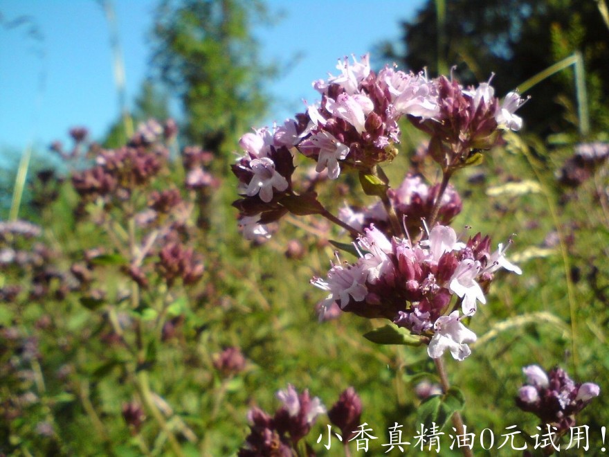 牛至Origanum_vulgare.jpg