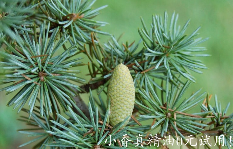 大西洋雪松cedarwood-1-769x1000.jpg