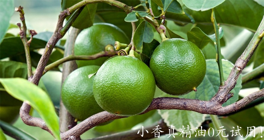 佛手柑What-Is-Bergamot-fruit-earl-grey-i627198308.jpg