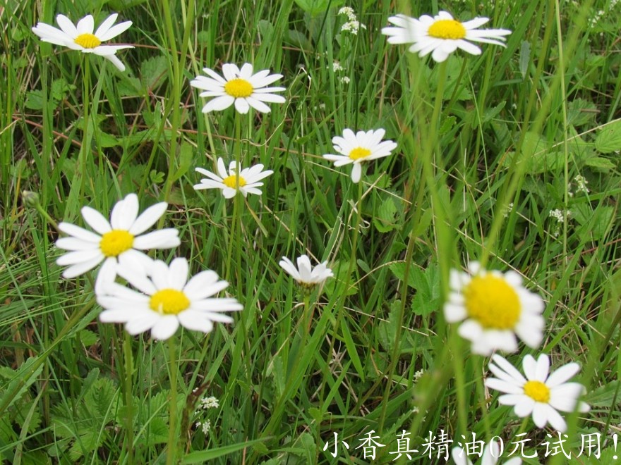 10076德国洋甘菊_罗马洋甘菊.jpg