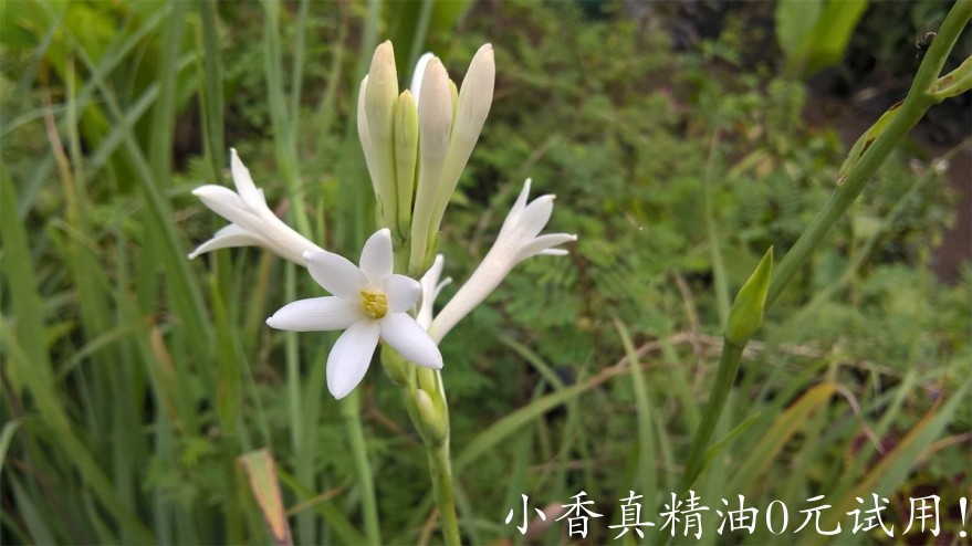 晚香玉Polianthes-tuberosa-bigstock-Agave-amica-tuberose-flower-a-389278750-1536x864.jpg