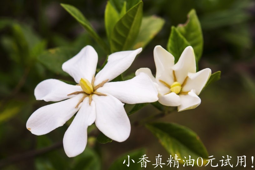 栀子花.jpg