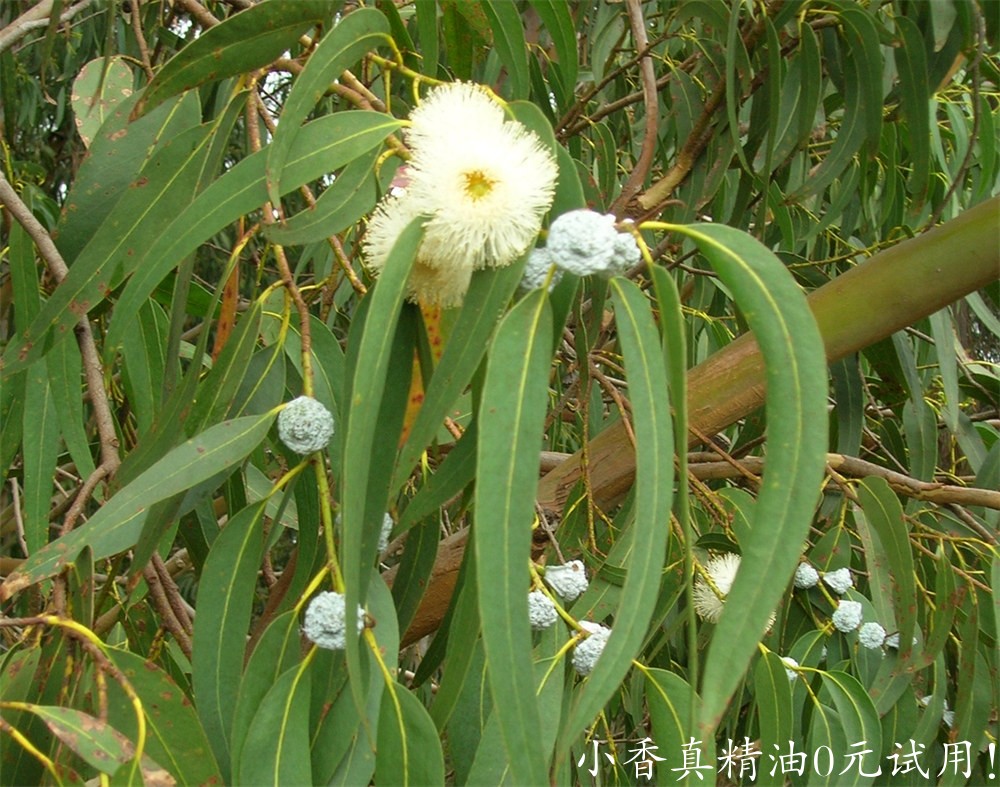 蓝胶尤加利Starr_051123-5467_Eucalyptus_globulus.jpg