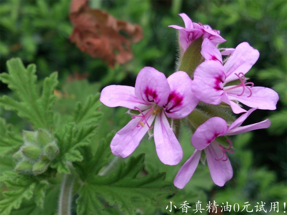 玫瑰天竺葵00_rosegeranium_DSC_0515.jpg