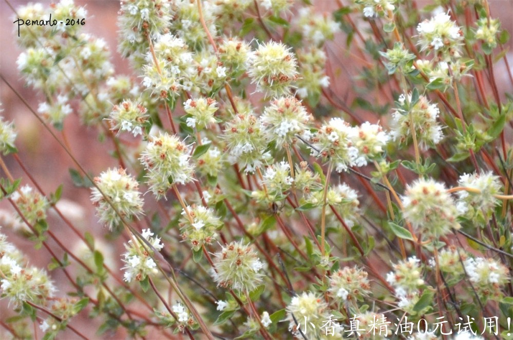 熏陆香百里香1Thymus mastichina-ARROYO BLANCO (MORATALLA) 25-6-2013_231.jpg