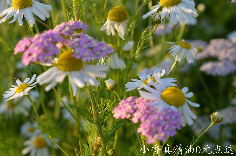 10059德国洋甘菊_罗马洋甘菊.jpg