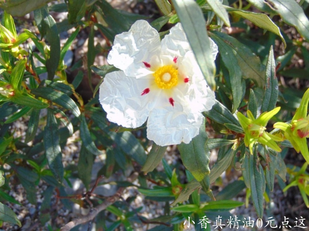 岩玫瑰684_esteva-cistus-ladanifer-04.jpg