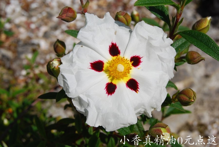 岩玫瑰cistus.hybr.1pp.jpg