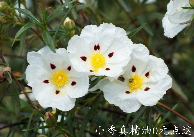 岩玫瑰Cistus-ladanifer-L.-subsp.-ladanifer-157265.jpg