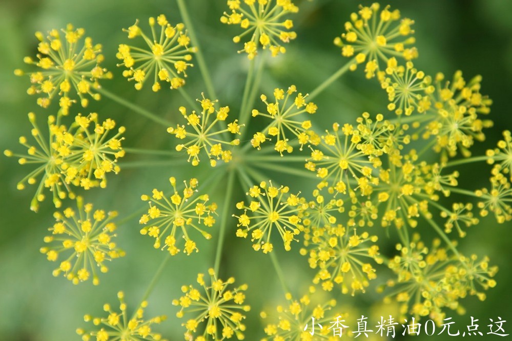 甜茴香fennel-sweet.jpg