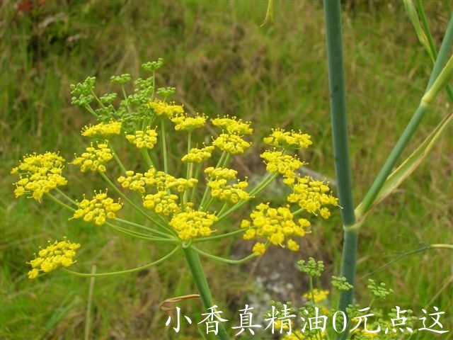 甜茴香Foeniculum vulgare_fenhelis.jpg