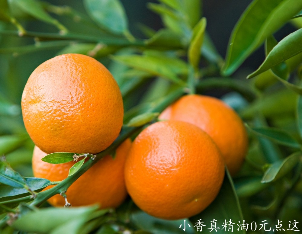 克莱蒙橙2063CitrusreticClementine.jpg