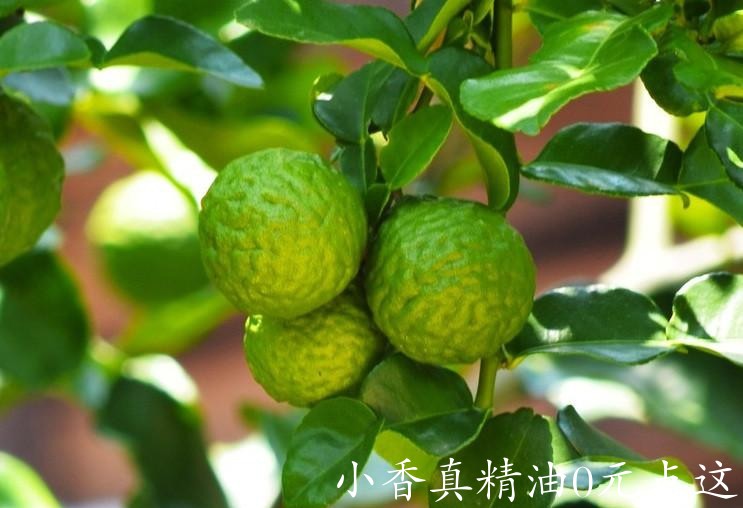 佛手柑bergamot-on-tree-cropped-shutterstock.jpg