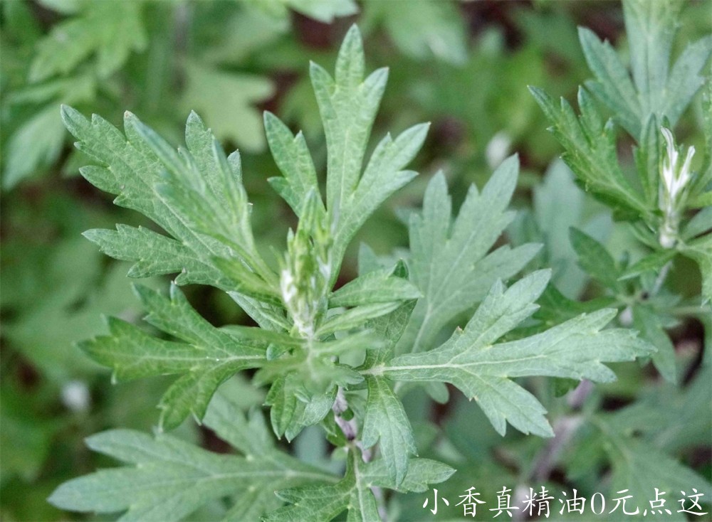 艾草Common-mugwort3-scaled.jpg