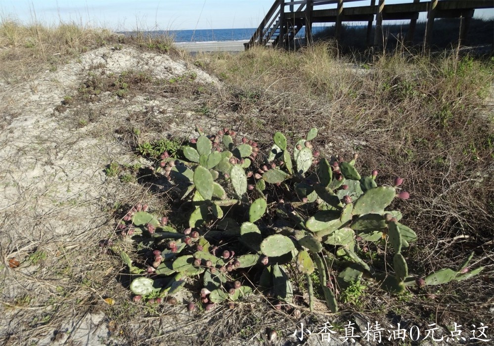 马达加斯加岛仙人掌Opuntia stricta-hayes-jackson.jpg